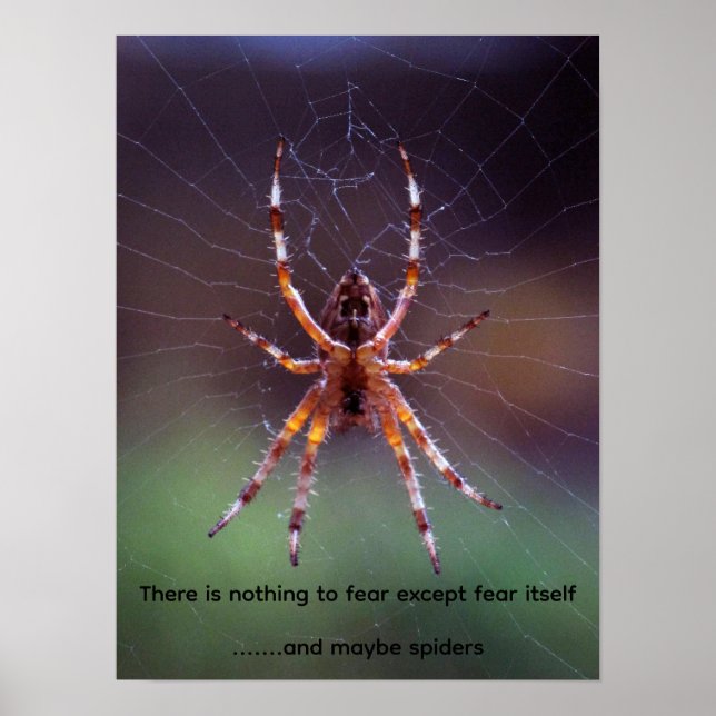 Image of a colorful spider in web poster (Front)