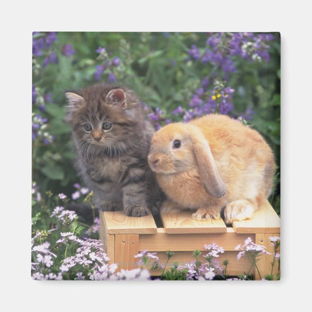 Image of a Kitten and a Lop Ear Rabbit Standing Magnet (Front)