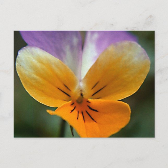 IMAGINARY LIFE JOURNEY POSTCARD (Front)