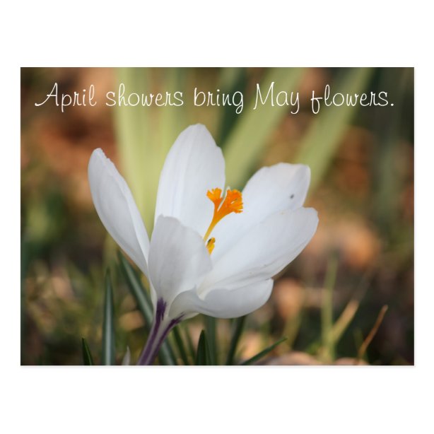 April Showers Bring May Flowers Gifts on Zazzle