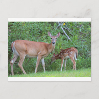 IMG_0494_1 POSTCARD