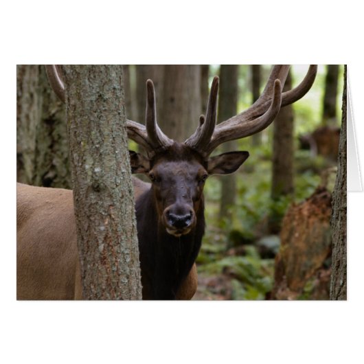 IMG_0560_elk3_5x7-06202004 Cards (Front Horizontal)