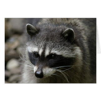 IMG_0667_raccoon_5x7 Cards