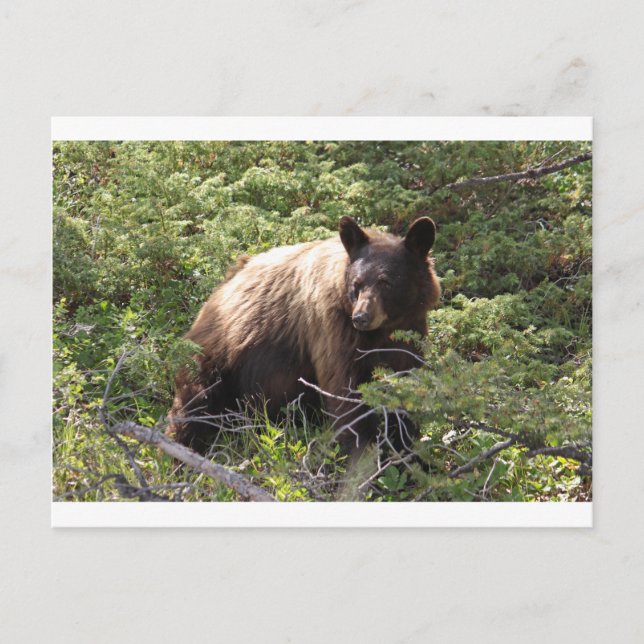 IMG_1319_1 POSTCARD (Front)