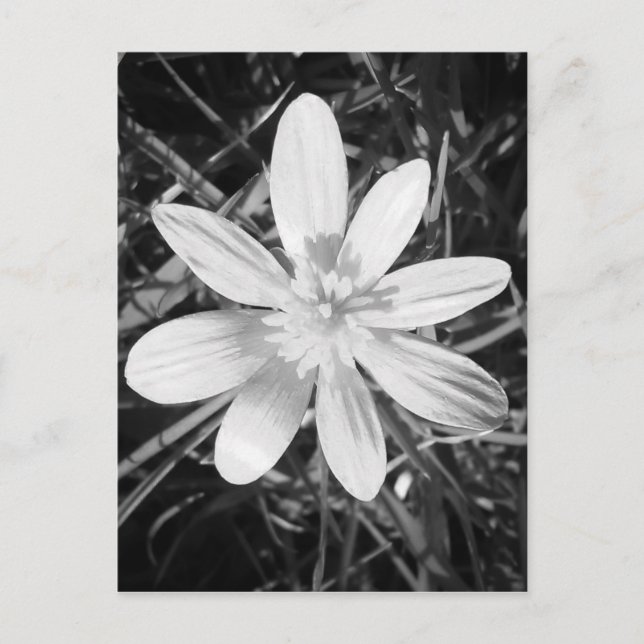 IMG_20150324_210135.jpg Postcard (Front)