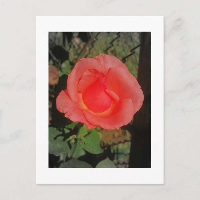 IMG_3046 POSTCARD (Front)