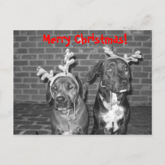 IMG_3721_2, Merry Christmas! Holiday Postcard