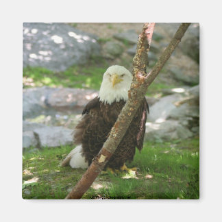 IMG_6126, upliftingphotography.net  America Magnet