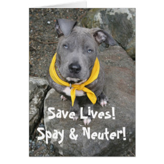 IMG_6802, Save Lives!  Spay & Neuter! Cards