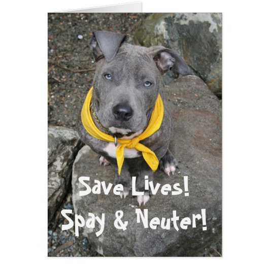 IMG_6802, Save Lives!  Spay & Neuter! Cards (Front)