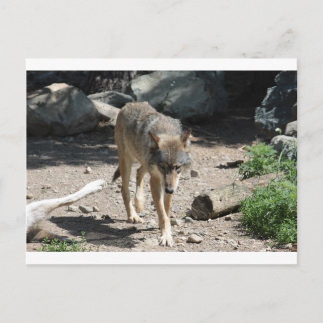 IMG_7805 POSTCARD (Front)