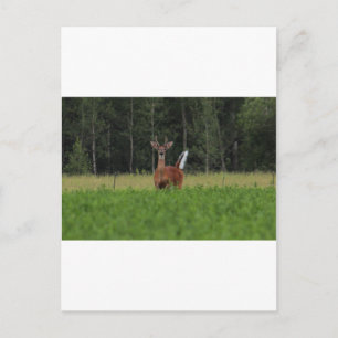 IMG_9486_1 POSTCARD