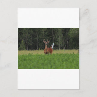 IMG_9486_1 POSTCARD