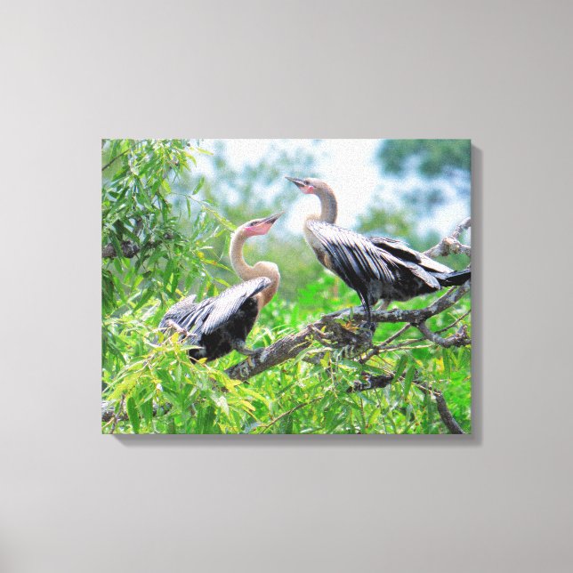 Immature Anhingas Wrapped Canvas Print (Front)