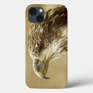 Immature Bald Eagle iPhone 13 Case