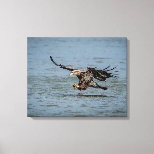 Immature Bald Eagle diving for a fish Canvas Print