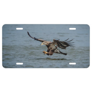 Immature Bald Eagle diving for a fish License Plate