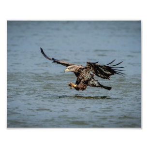 Immature Bald Eagle diving for a fish Photo Print