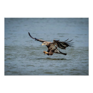 Immature Bald Eagle diving for a fish Photo Print