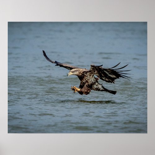 Immature Bald Eagle diving for a fish Poster