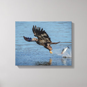Immature Bald Eagle dropping a fish Canvas Print