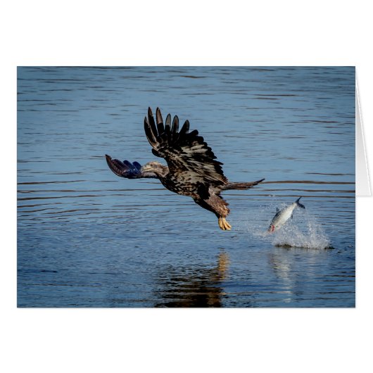 Immature Bald Eagle dropping a fish Cards (Front Horizontal)