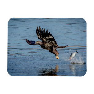 Immature Bald Eagle dropping a fish Magnet