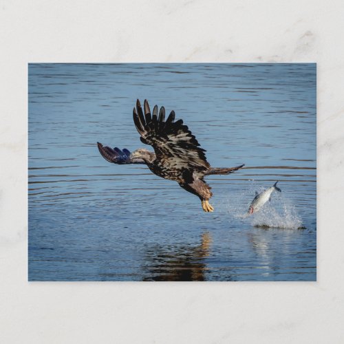 Immature Bald Eagle dropping a fish Postcard