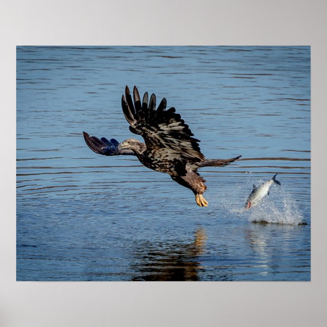 Immature Bald Eagle dropping a fish Poster (Front)
