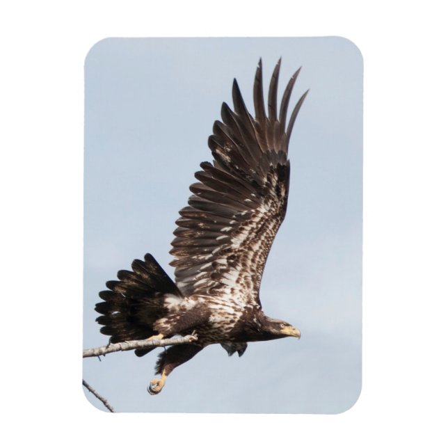 Immature Bald Eagle in Flight Magnet (Vertical)
