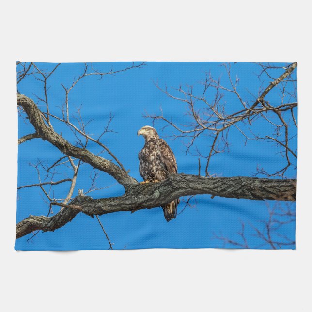 Immature Bald Eagle in Peekskill, NY Kitchen Towel (Horizontal)