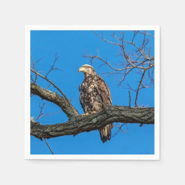 Immature Bald Eagle in Peekskill, NY Napkins (Front)