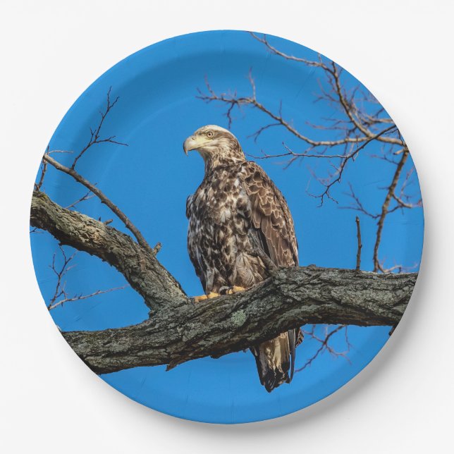 Immature Bald Eagle in Peekskill, NY Paper Plates (Front)