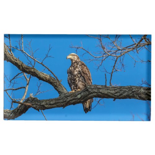 Immature Bald Eagle in Peekskill NY Place Card Holder