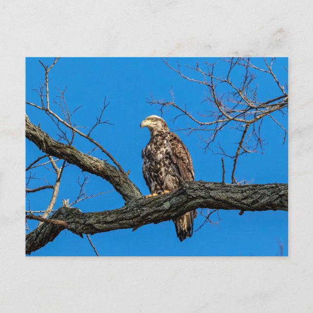 Immature Bald Eagle in Peekskill, NY Postcard (Front)
