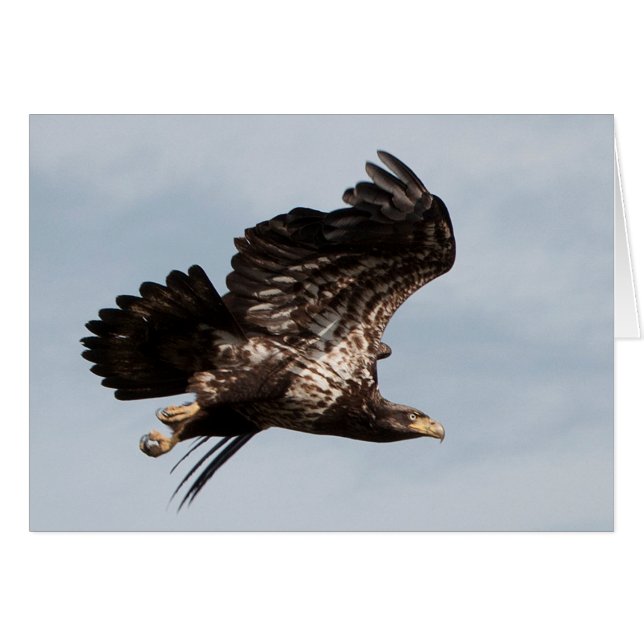 Immature Bald Eagle Taking Flight Cards (Front Horizontal)