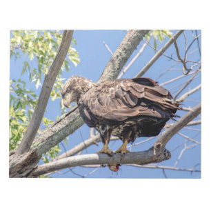 Immature Bald Eagle with a Catfish Notepad