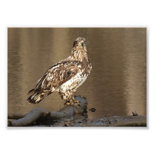 Immature Bald Eagle With Muddy Feet Photo Print