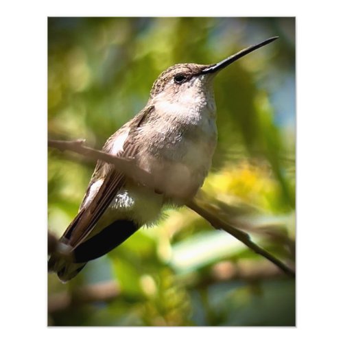 Immature Black_chinned Hummingbird Photo Print