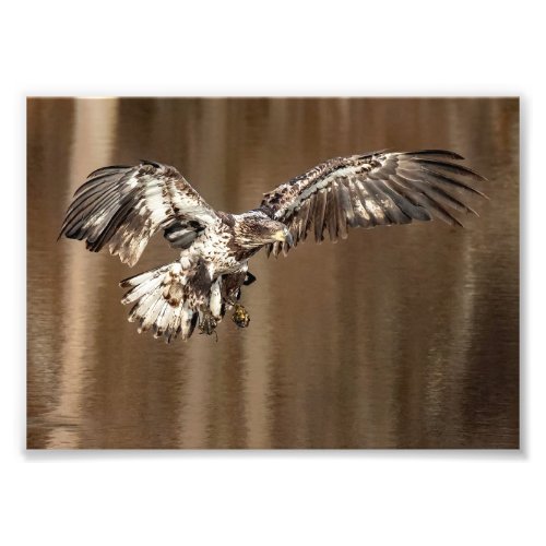 Immature Eagle Flies With  Muddy Feet Photo Print