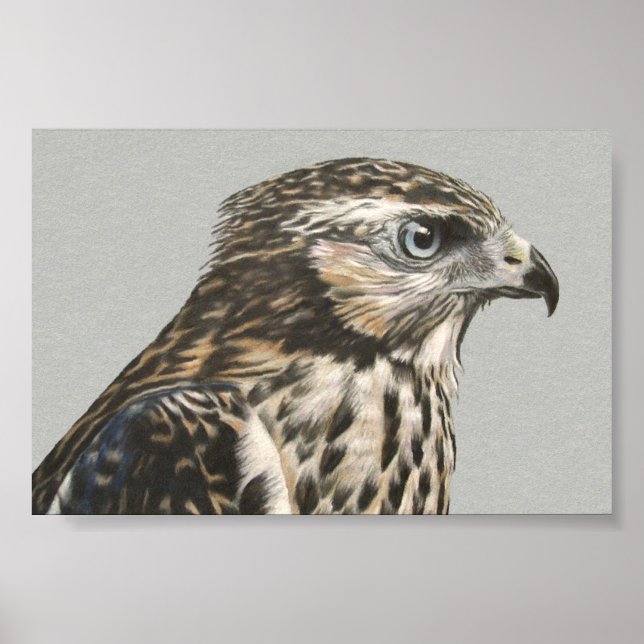 Immature Goshawk Poster (Front)