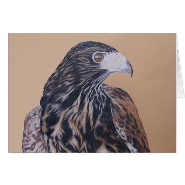 Immature Harris Hawk Cards (Front Horizontal)