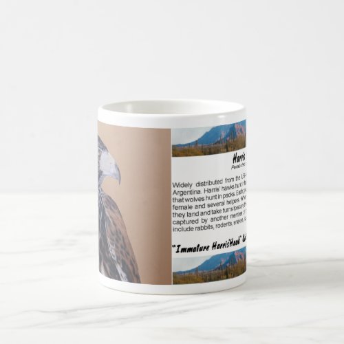 Immature Harris Hawk Coffee Mug