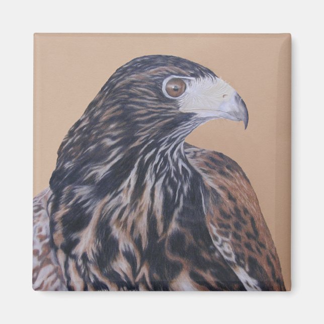 Immature Harris Hawk Magnet (Front)