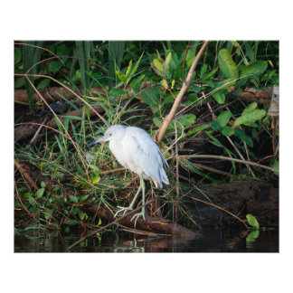 Immature Little Blue Heron Photo Print
