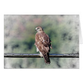 Immature Red Tailed Hawk (Front Horizontal)