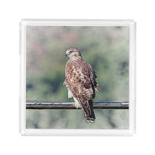Immature Red Tailed Hawk Acrylic Tray