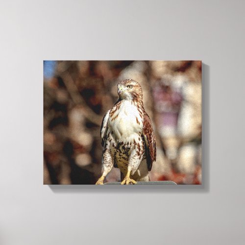 Immature Red Tailed Hawk Canvas Print