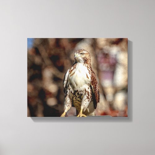 Immature Red Tailed Hawk Canvas Print