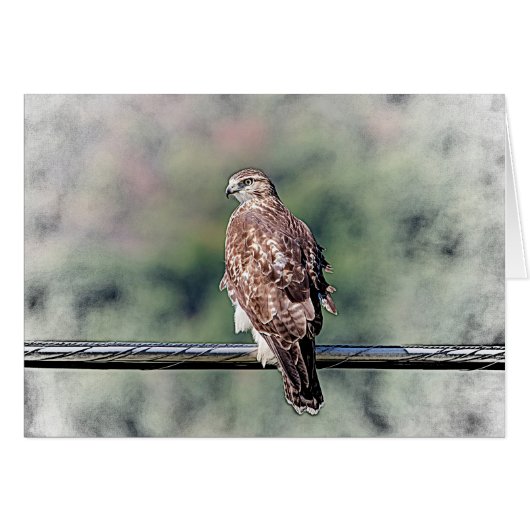Immature Red Tailed Hawk Cards (Front Horizontal)